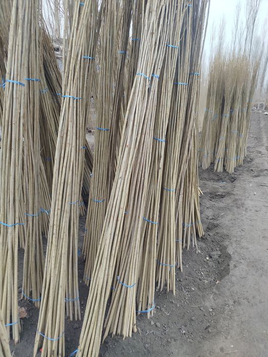 Terak kochatlar sotiladi