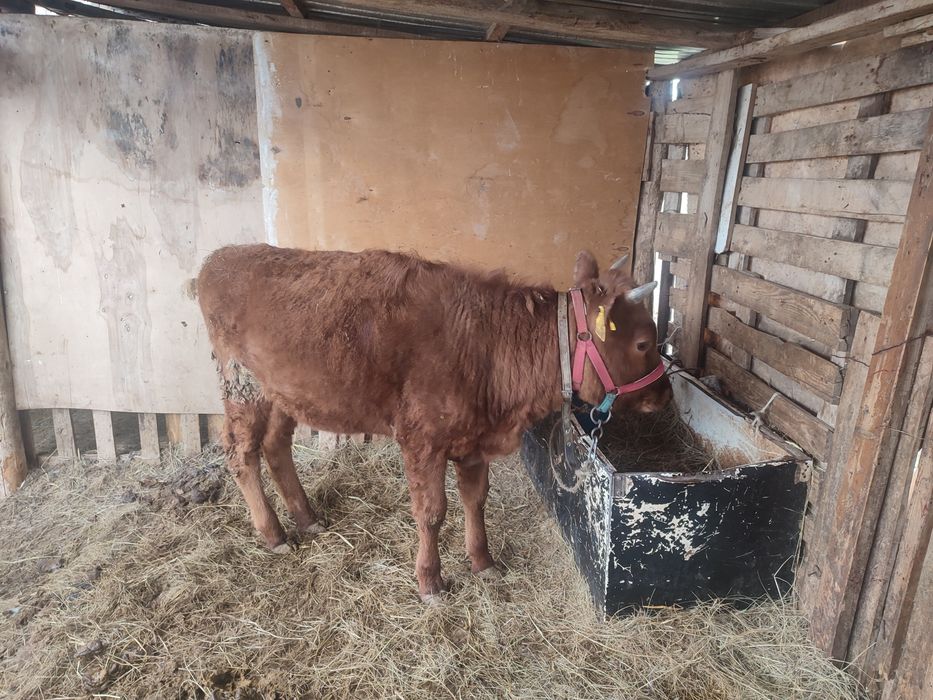 1,3 жасар кашар ұрғашы 41де тұр бағасын келісеміз