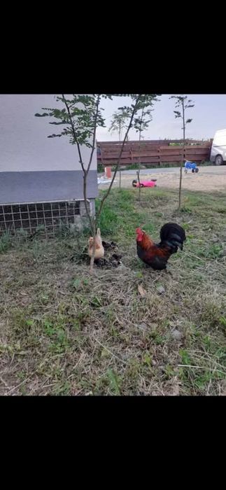 Famili de liliputi
