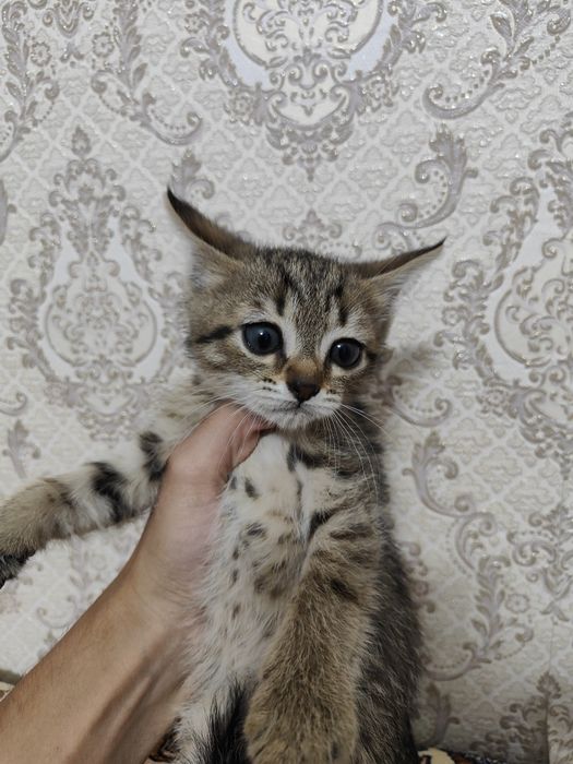 Отдам котенка в хорошие руки