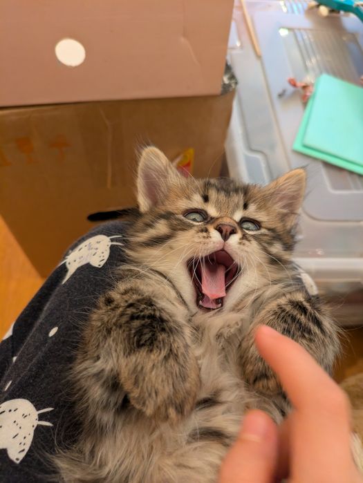 Котята курильский бобтейл