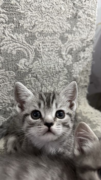 Котенок в добрые руки