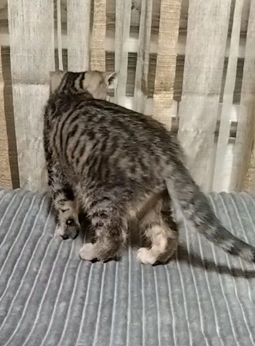 Скоттиш страйт. С документами.