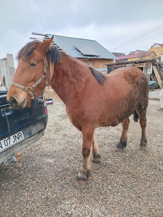 Vand manza face 3 ani