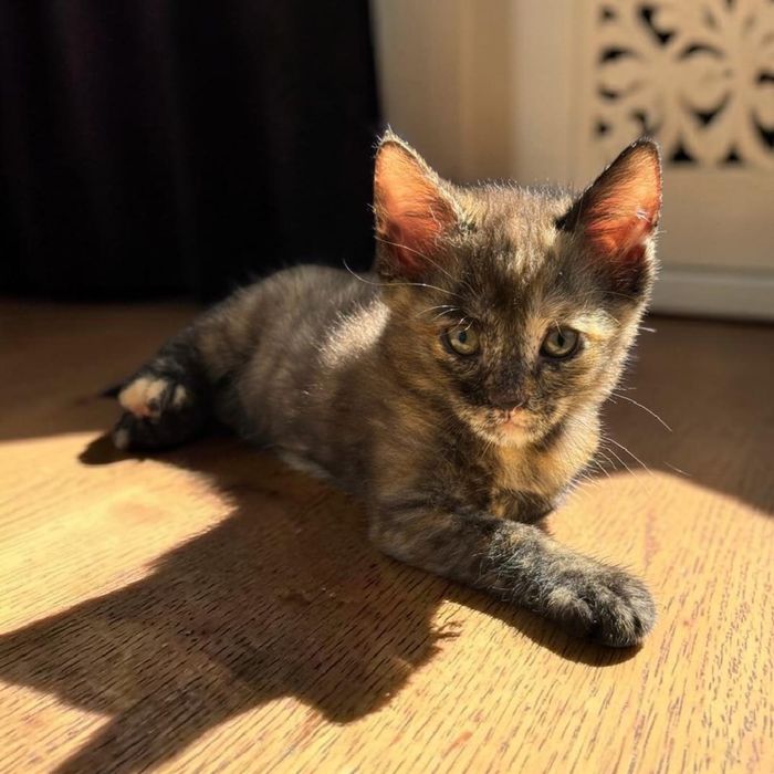 Отдам в семью котенка-девочку