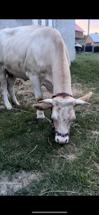 Vand vaca si doi taurasi