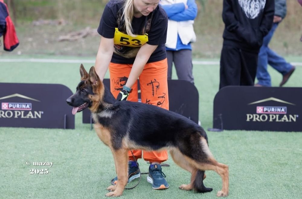 Немецкая  Овчарка