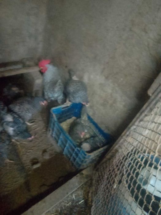 Vând ouă de casă 1.50