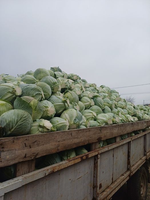 Vând varză Coronet