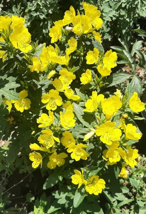 Цветы.     Цветы