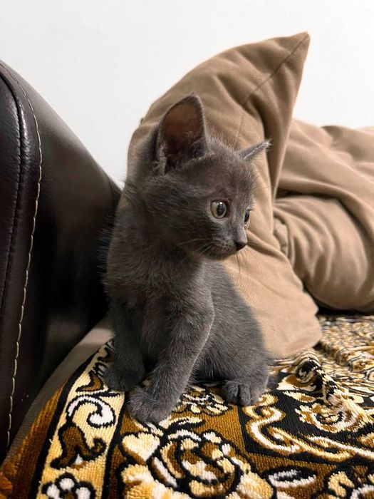 Котята в добрые руки бесплатно