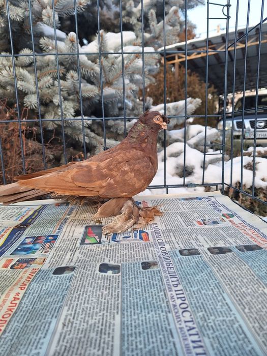 Продам красную самку