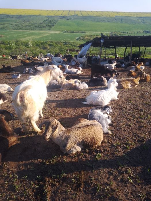 de vanzare capre 50 bucăți /700 bucata