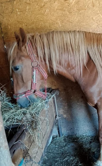 Mânji de vânzare prețul nu este negociabill