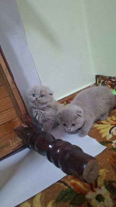 Ассал мушукчалар сотилади