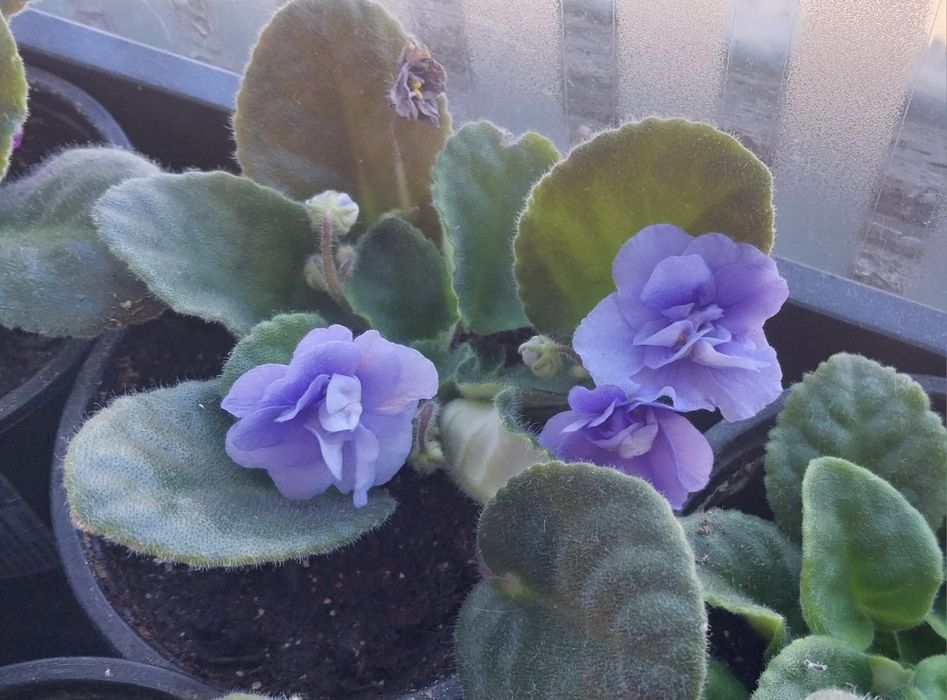 Продам комнатные цветы