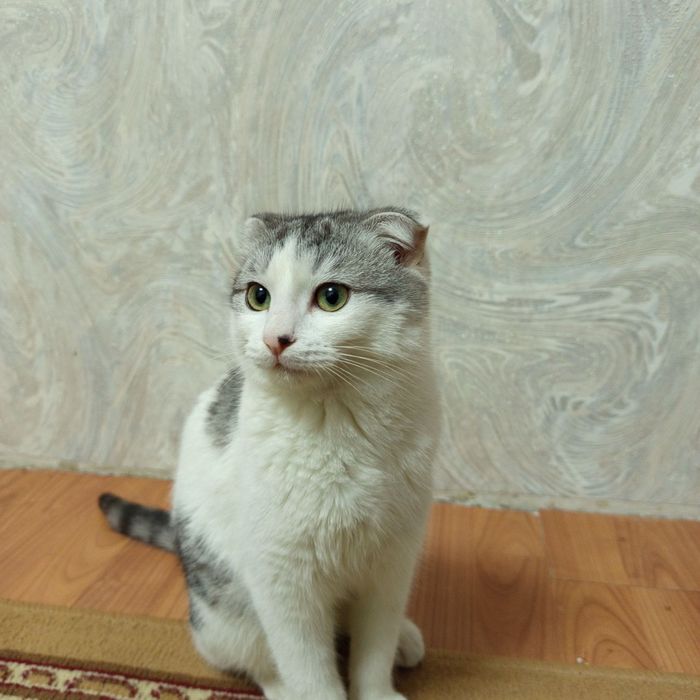 Пристраивается кот