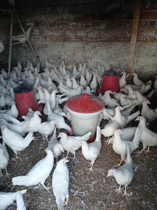Продавам домашно гледане ярки бял лекгхорн кокошки