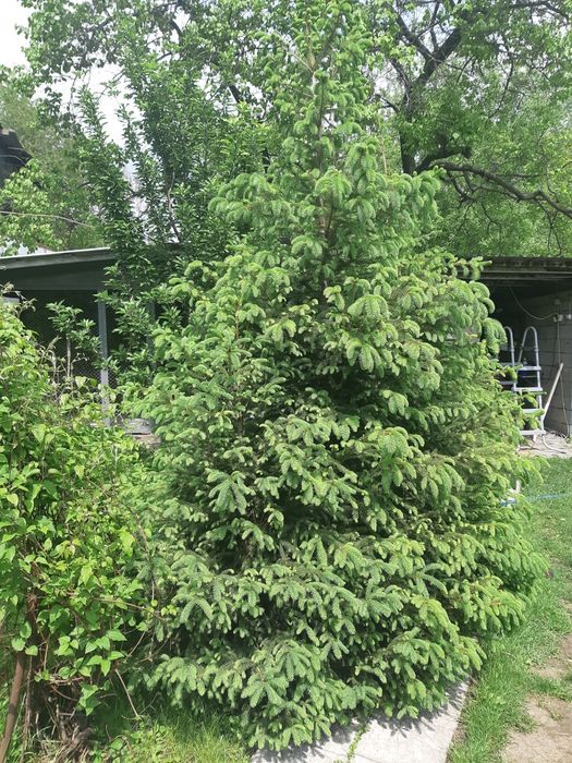 Ели на лапти или целиком