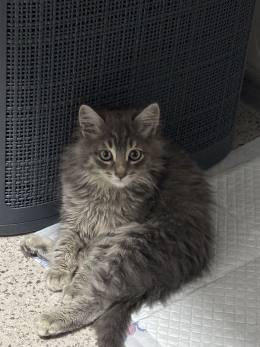 Отдаем котенка в добрые руки