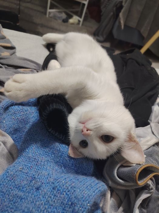 Отдам в очень добрые руки