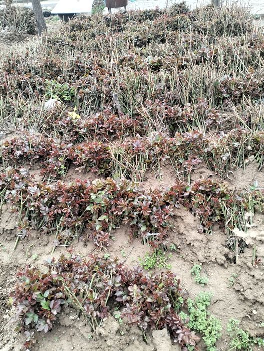 Atirgul koʻchat koʻzlari bor