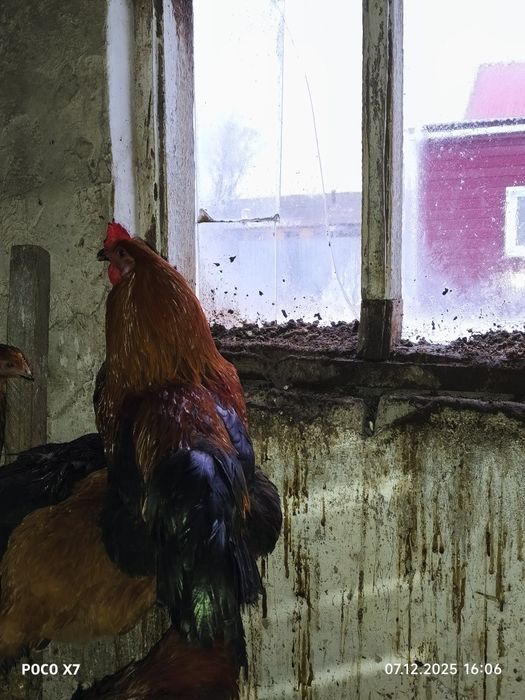 Продам Петухов разные пароды