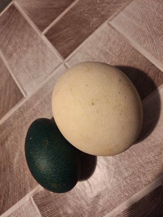 Щаусови яйца. И яйца от ему оплодени или за консумация