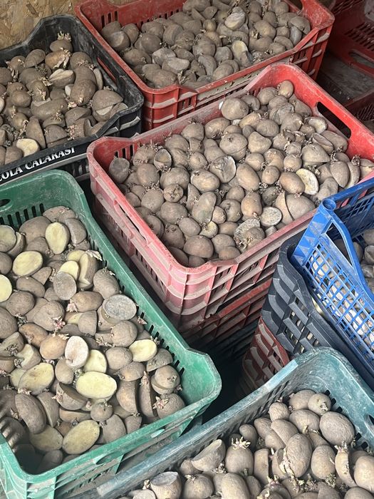 Cartofi de samanta arizona