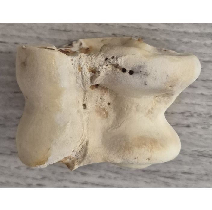 Асык большой продам