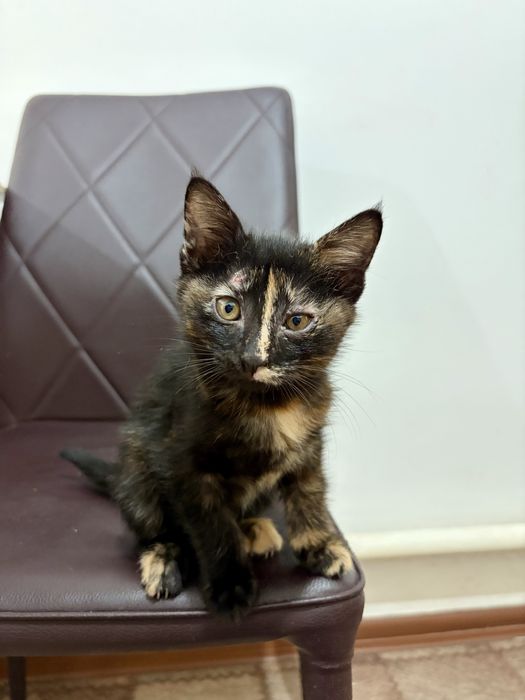 Котята 2 месяца..