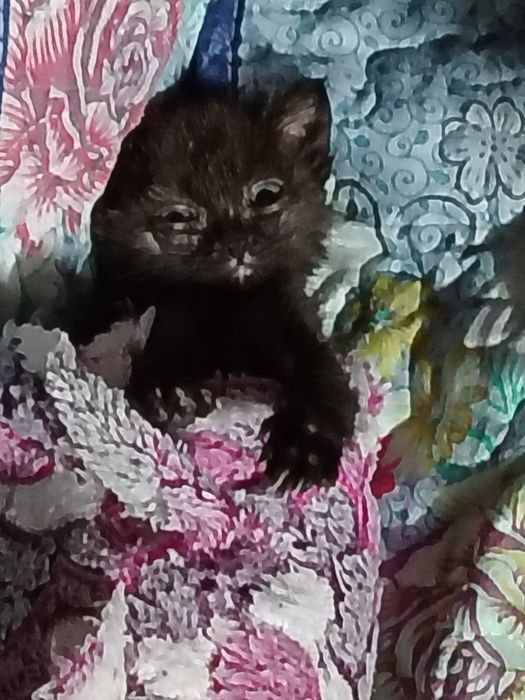 Отдам котёнка в добрые руки