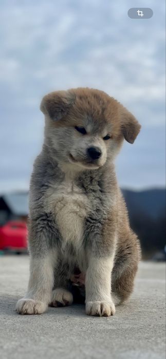 Akita Inu Japonez