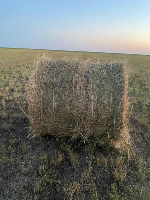 Сено житняк зелёное