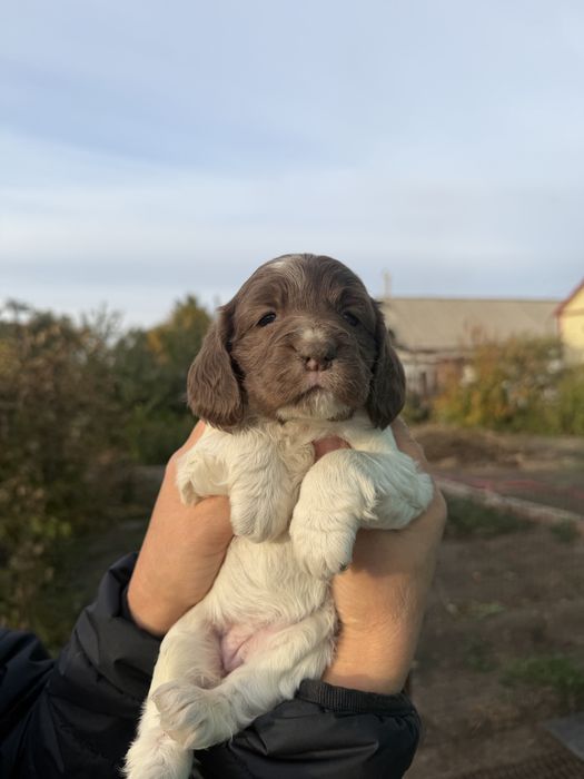 Продам щенков спаниеля