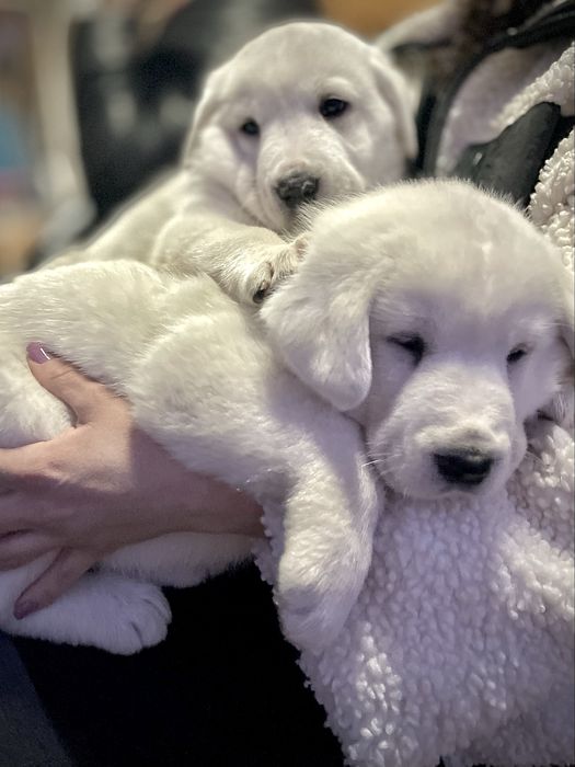 Cioabnesc de Asia Centrala