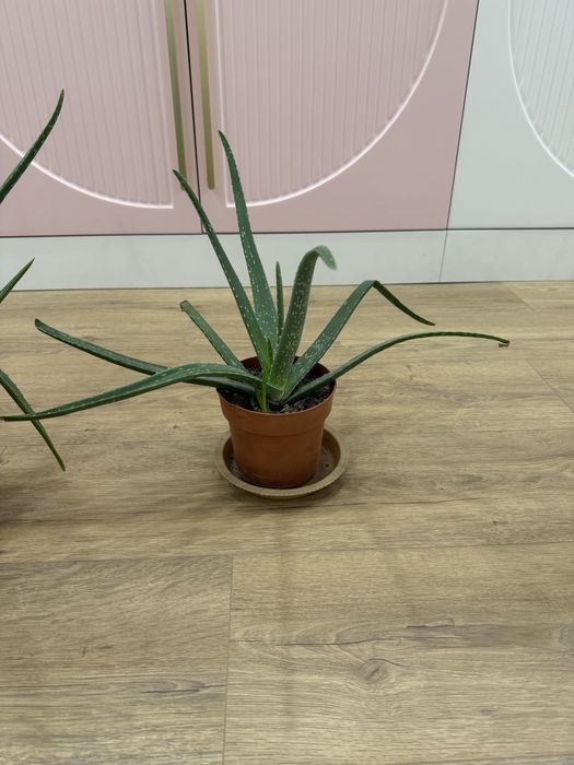 Алоэ цветы домашние