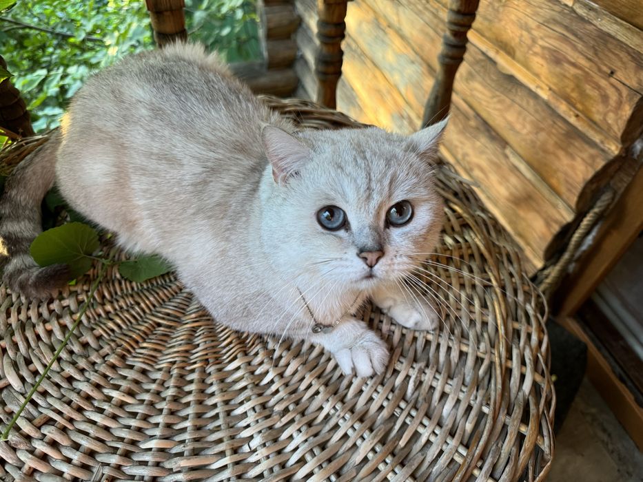 Вязка шиншилла пойнт