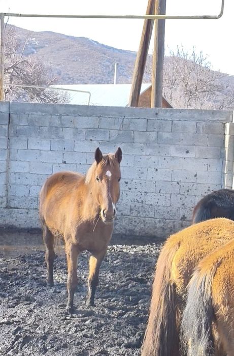 Айғыр сатылады дөнен