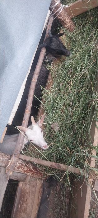 Продам козлят срочно