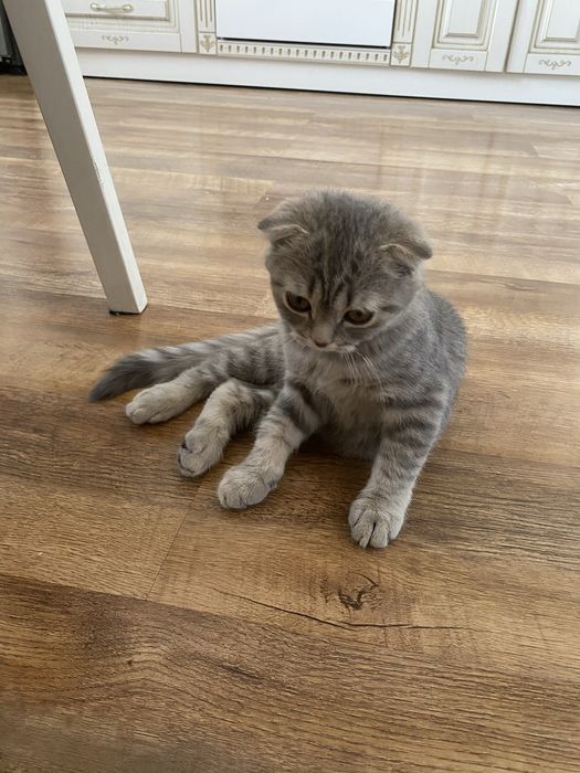 Продаю котенка срочно