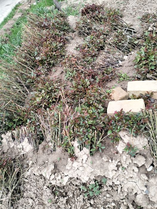 Atirgul koʻchat koʻzlari bor