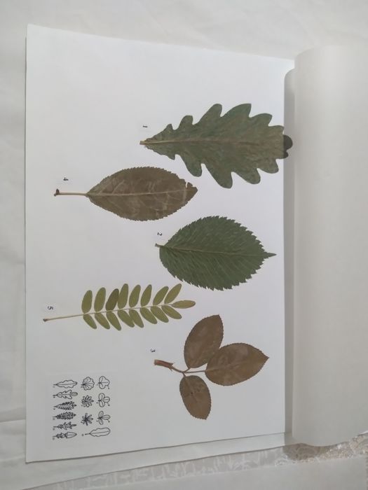 Гербарий с калькой-700 тг