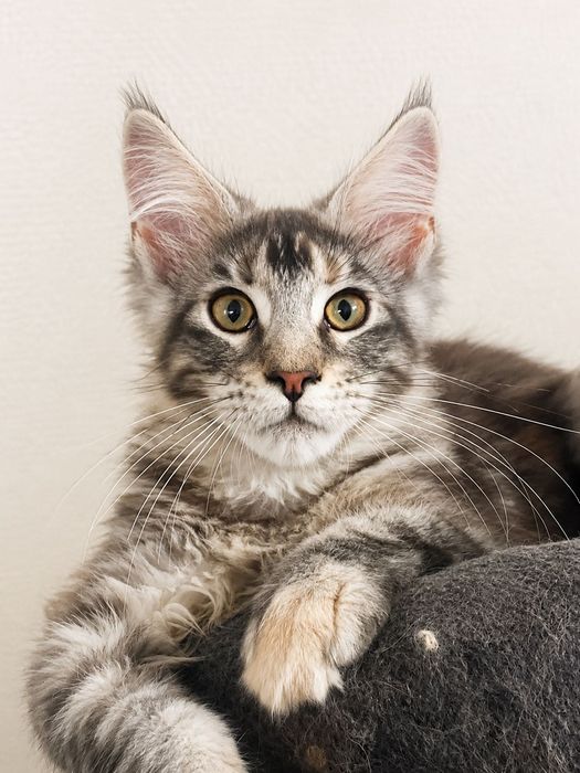Maine Coon cu părinții campion.