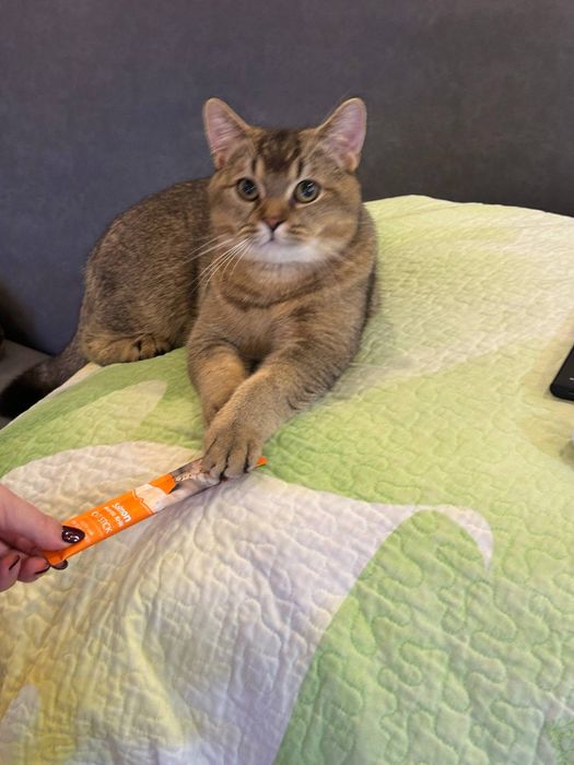 Mushuk qoshish zot olish Приглашаем кошек на вязку