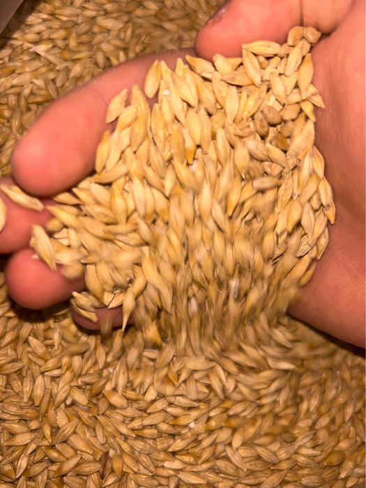 Арпа тұқымы сатылады/Продажа семян ячменя