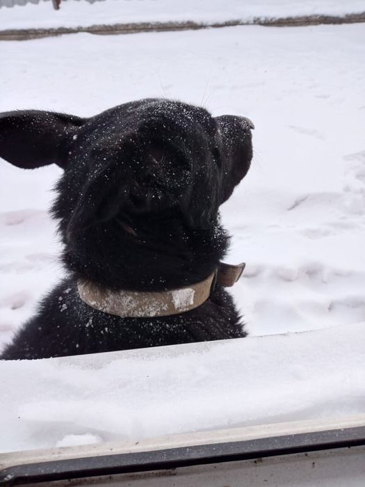 Собачка в добрые,ответственные  руки