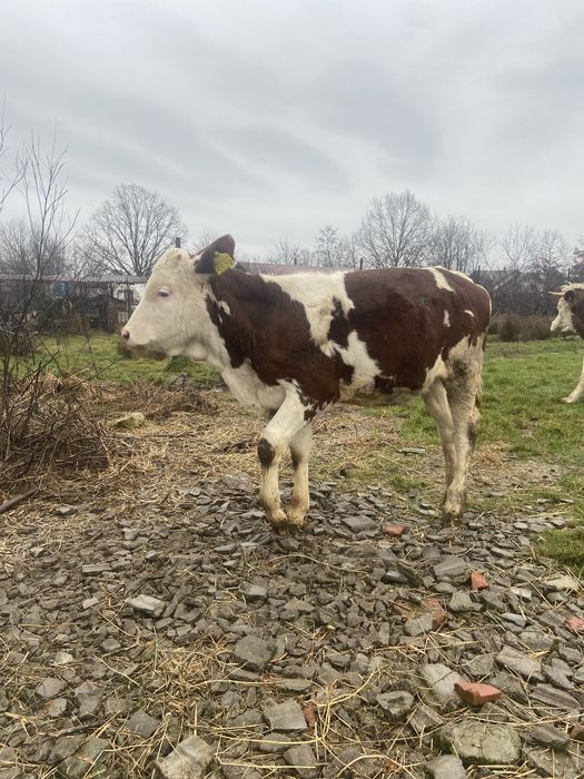 Vand un vitel belgian in varsta de 9 saptamani si o vitea baltata