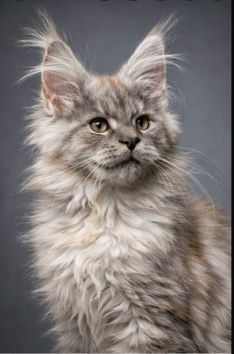 Шикарный Мейн -Кун дым !