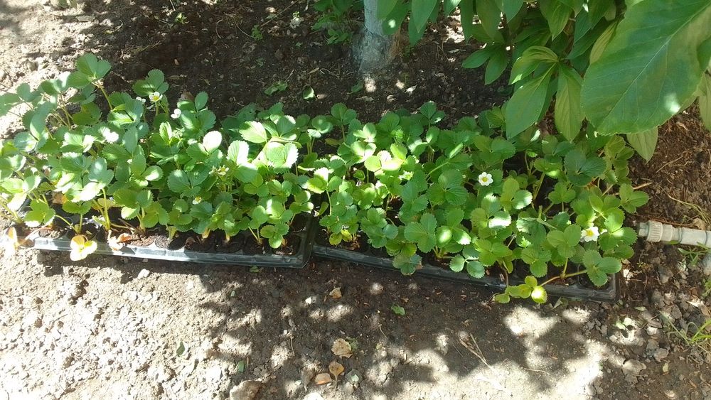 Рассада ремонтантной клубники